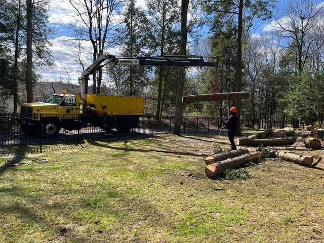 Sun Bear Tree Care work photo