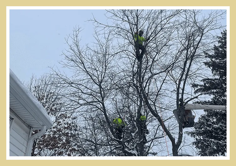 work photo from barretttreeeast.com