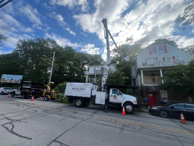 work photo from mmtreeservicellc.com