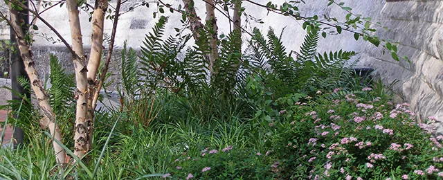 garden_thumb