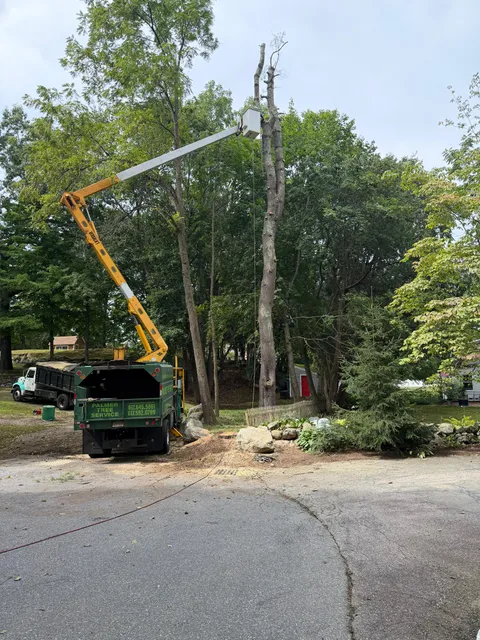 PALMER TREE SERVICE work photo