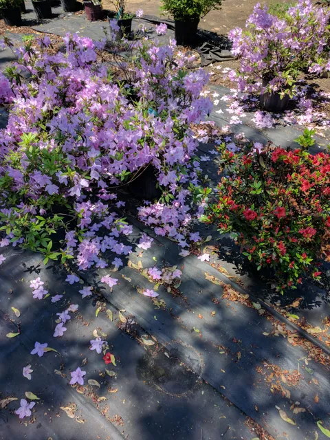 Busy Bee Nursery, Landscaping, & Construction work photo