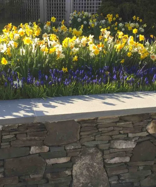Nantucket Stone Wall and Flower Planting