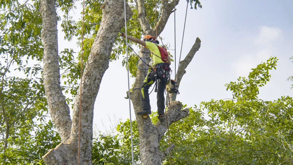 Summer Tree Pruning Tips for Homeowners