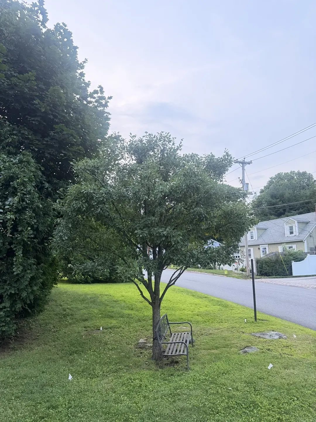Pear tree with a more open and balanced canopy after structural pruning