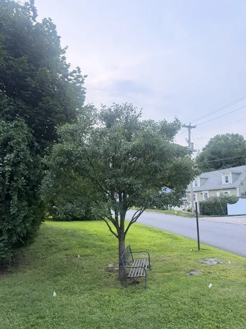Pear tree with a more open and balanced canopy after structural pruning