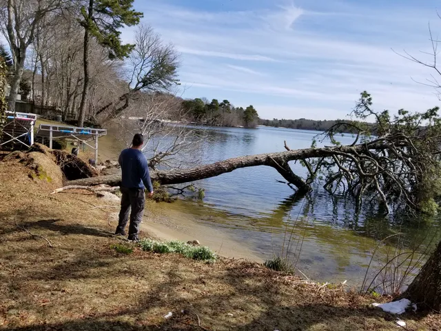 P & F Tree and Landscaping Enterprises, LLC work photo