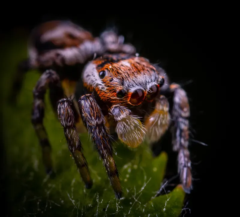 Macro photograph of a spider on a leaf