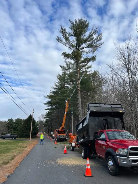 Fall Road Tree Works work photo