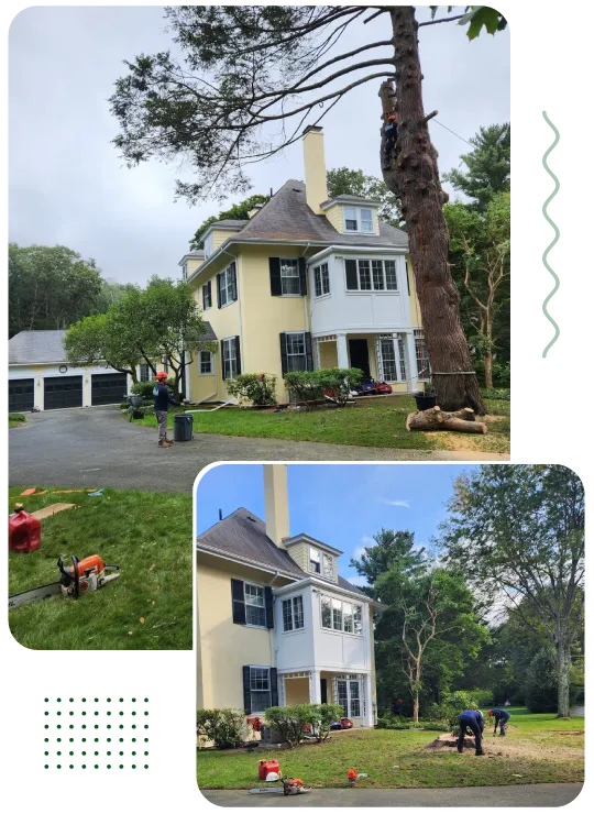 work photo from grltreeservices.com
