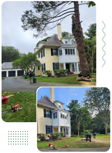 work photo from grltreeservices.com
