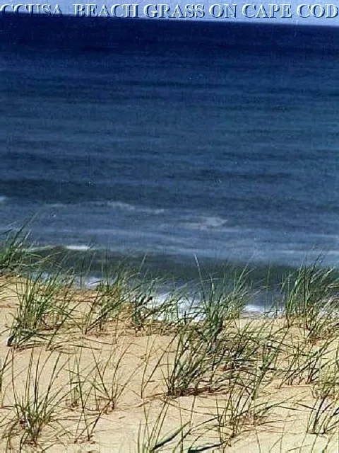 work photo from capecodusarealestate.com