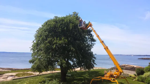 Sunrise Tree Care work photo