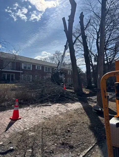 Tree removal site beside apartment buildings, with cut trunks, fallen branches, and orange safety cones.