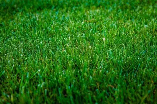 Lawn Care Treatment Packages