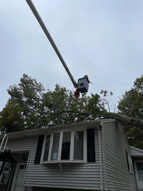 work photo from s1tree.com