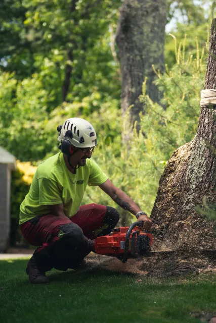 A man wearing safety gear, including a helmet and ear protection, using a chainsaw to cut down a large tree in a wooded area.