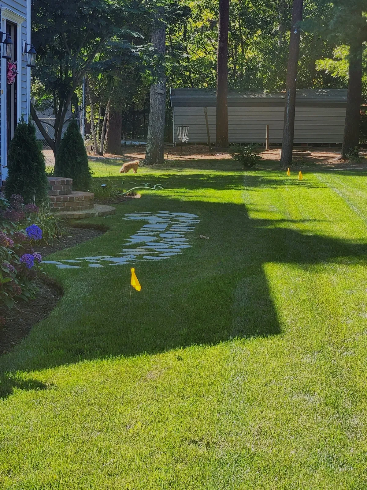 A backyard with a well-maintained green lawn, flower bed with purple flowers on the left, a stone pathway leading towards the trees and a small shed in the background, with a dog walking near the trees.