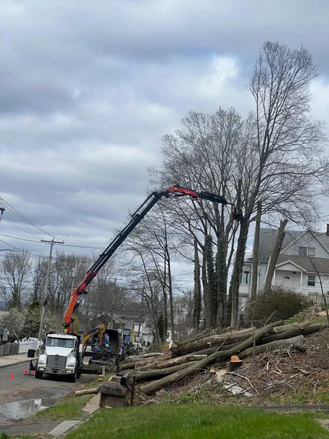 Madecol tree service llc work photo