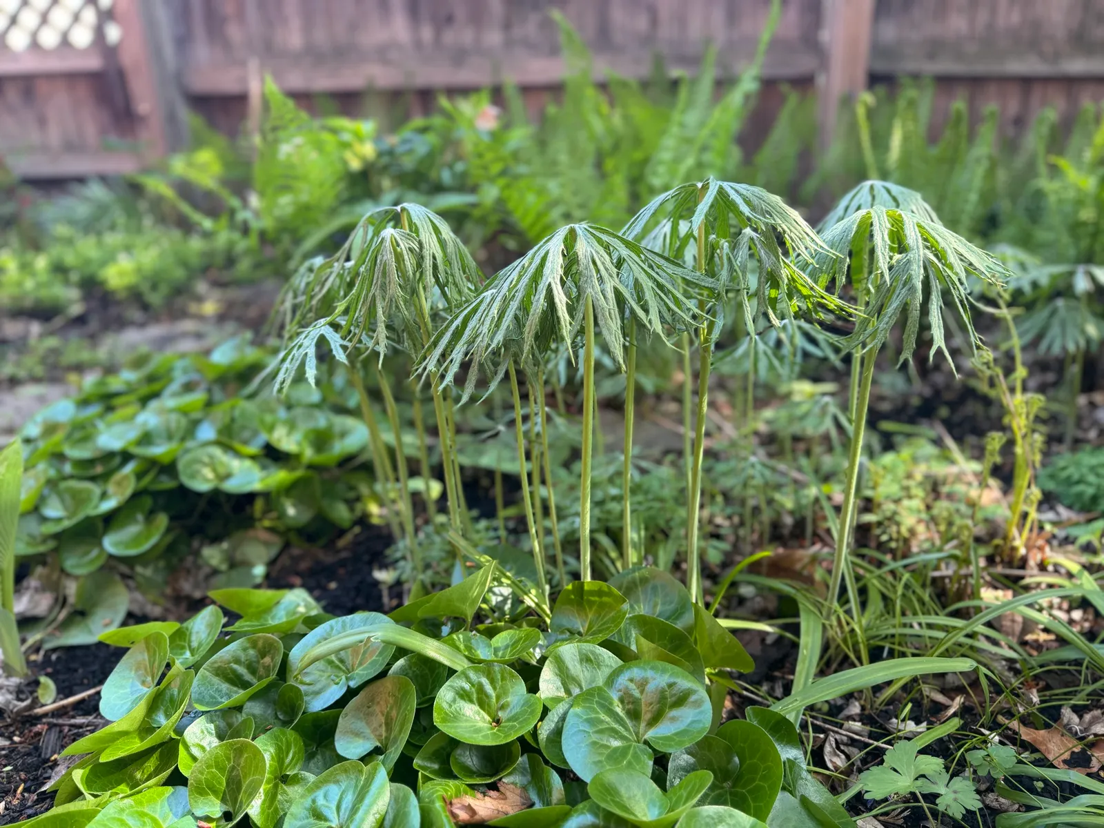Lush shade garden detail 2