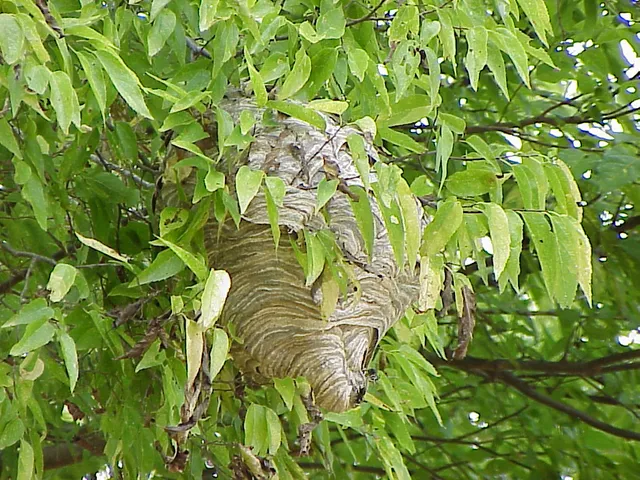 Mantis Pest Control LLC