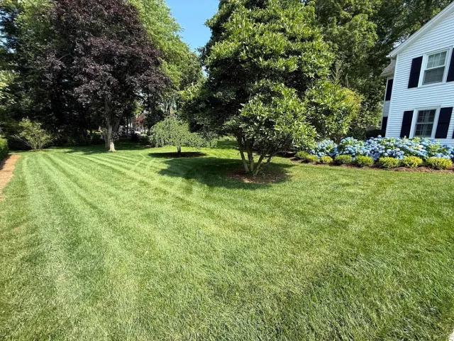 A well-maintained grassy lawn with parallel mowing lines, bordered by trees and flowering bushes, next to a white house with black shutters under a clear blue sky.