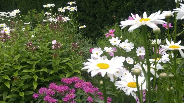 Perennial Garden Design, Beverly, MA