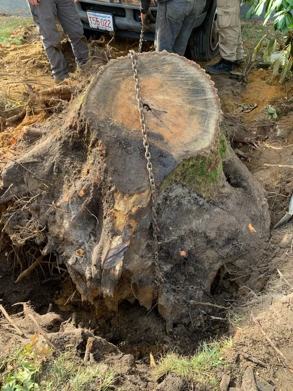 Tree removal