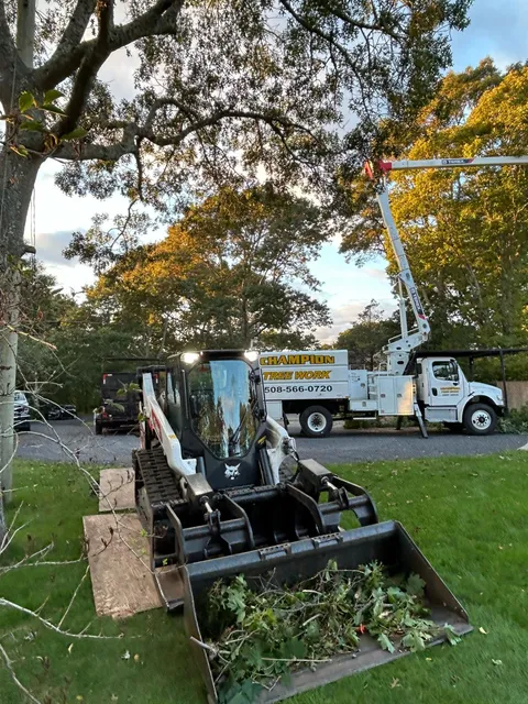 work photo from championtreeworkinc.com