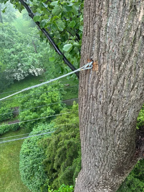 Tree project 5