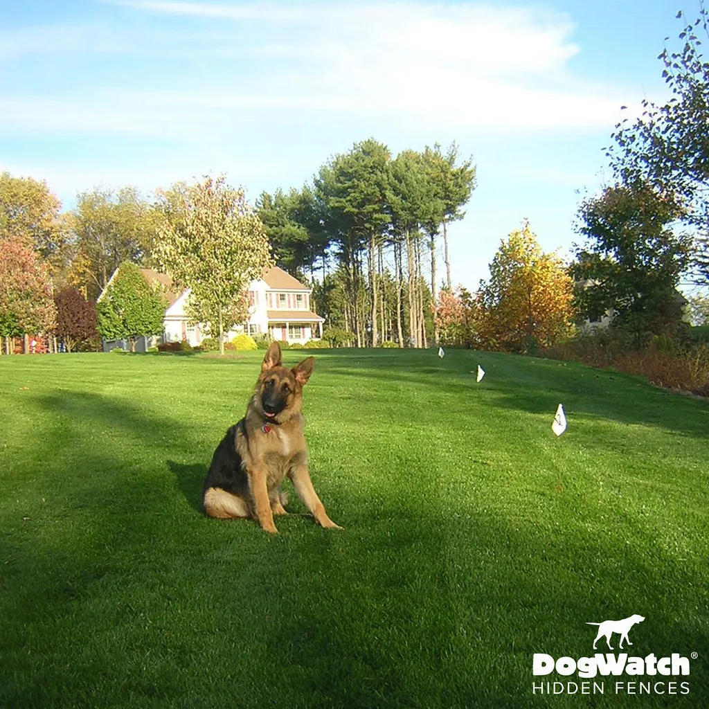 work photo from dogwatchsystems.com