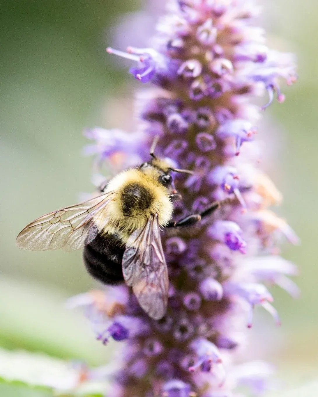 There is so much we don't know about the world around us. But there is also so much we DO know! 

One thing we know for sure: pollinators are critical for the survival of so many species on our planet - from plants to animals to us.

Supporting nativ