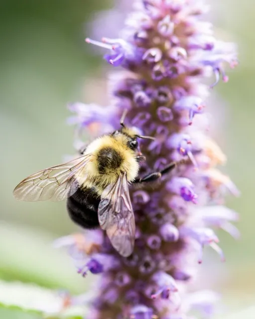 There is so much we don't know about the world around us. But there is also so much we DO know! 

One thing we know for sure: pollinators are critical for the survival of so many species on our planet - from plants to animals to us.

Supporting nativ