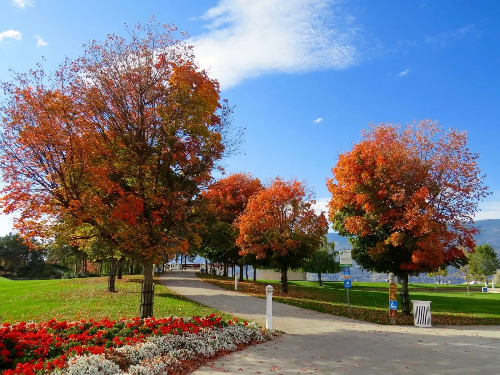 neighborhood trees