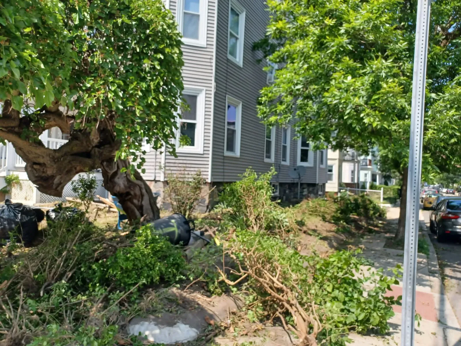 Tree trimming