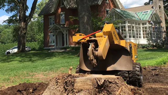CT Stump Genie LLC work photo