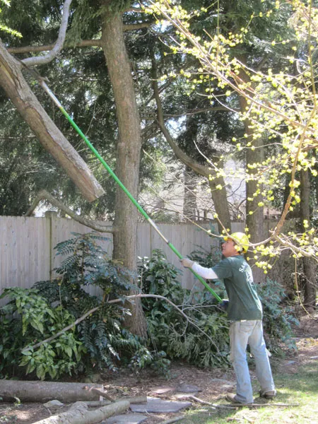 work photo from sandweisstrees.com