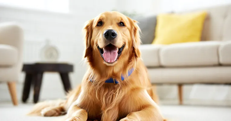 Pet Stain & Odor Removal Services