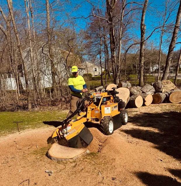 Bello Jardin Tree Services and Landscaping work photo