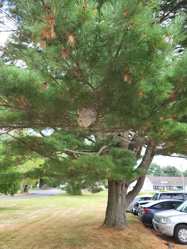 Patriot Pest Solutions work photo