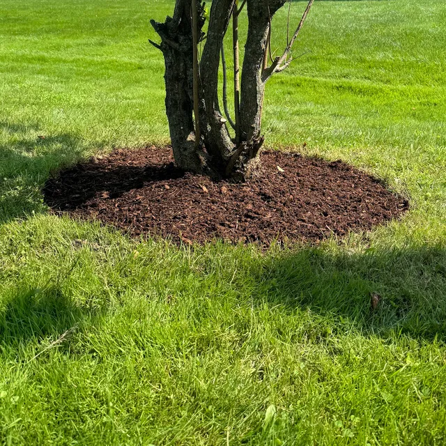 Clean mulch ring installed around a tree base in a lawn