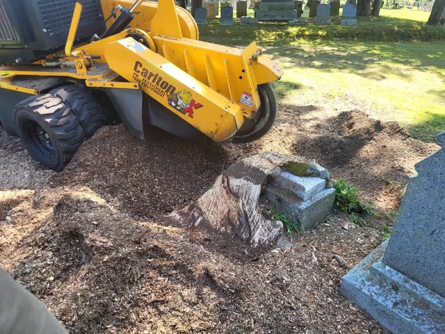 Some jobs need more than brute force, they need precision—and Cody delivered at Hope Cemetery. A tree root had grown around a gravestone, making the situation delicate. It was successful! There was no damage to the gravestone, and it will be reset nicely.
#mainelandstumpgrinding #stumps #stumpsgone #stumpgrinding #stump #stumpremoval #stumpgrindingmaine
