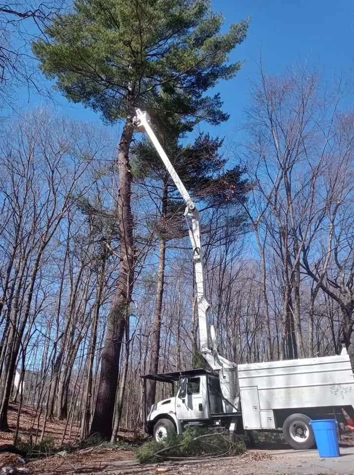 Wilson Tree & Landscaping Service