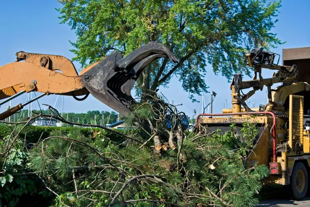 Woodchuck Tree Service work photo