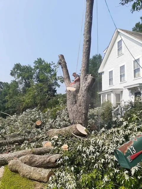 work photo from justjayntreeservicenh.com