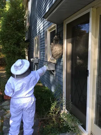 Haydee's Pest Free Management work photo