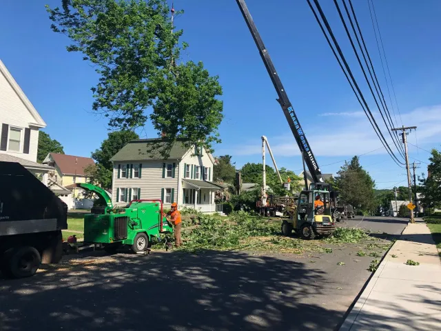 Angelovic Tree Services LLC work photo