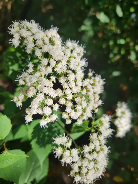 Organic landscaping, Easthampton Ma