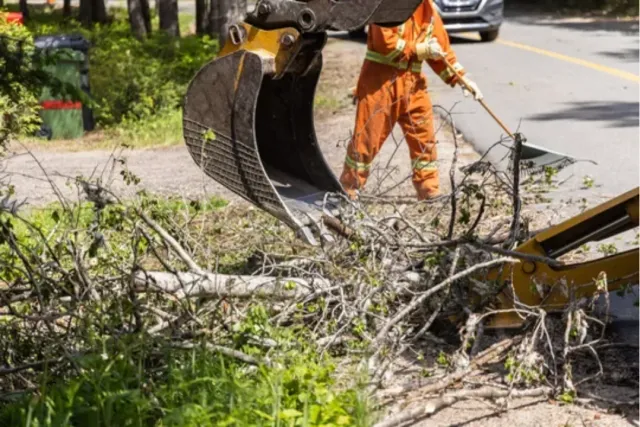 work photo from saldanatreeserviceslandscaping.com
