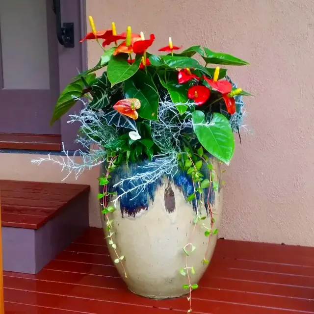 2015 Summer Pot.webp